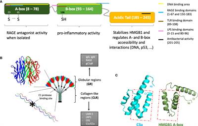 Complement System and Alarmin HMGB1 Crosstalk: For Better or Worse